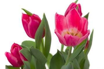 Elegant tulips