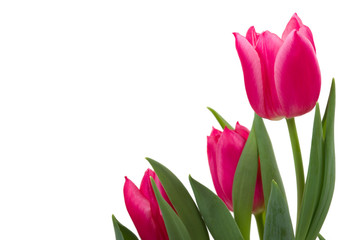 Elegant tulips