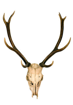 This is horns of deer very well kept