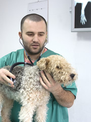 Veterinarian Doctor in the office consulting a dog teeth