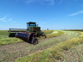 Fototapeta premium Canola Harvest