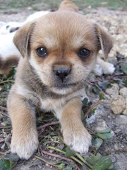 Puppy