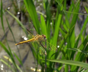 Libelle 06