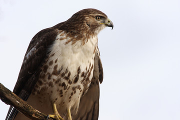 Red-tailed Hawk