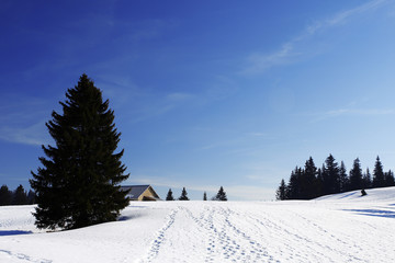 Winter Scene with Pine Trees and small cabin in Switzerland