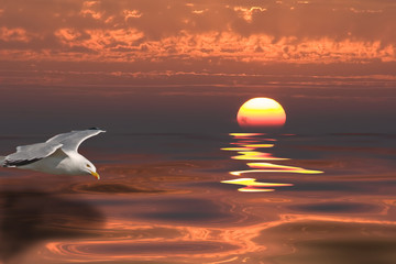 Fototapeta na wymiar Cull na zachodzie słońca na morzu