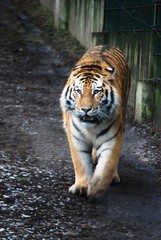 Bengal tiger 
