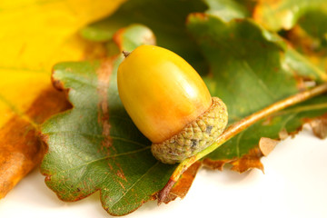 Golden Acorn