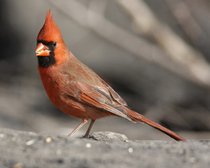 Northern Cardinal (Cardinalis,cardinalis)