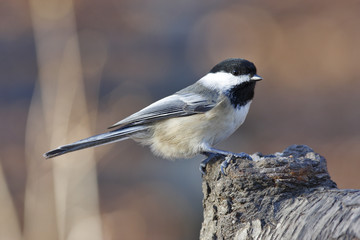 Naklejka premium Black-capped chickodee 