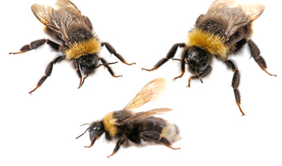 bumblebee  close-up on white background