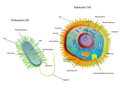 Cross section diagram of Prokaryotic and Eukaryotic cells
