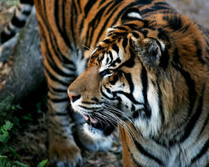 Naklejka premium Tiger