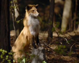 Red Fox