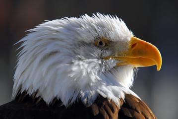 American Bald Eagle