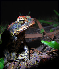 Frog in Dark