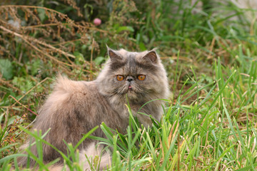 Naklejka na ściany i meble Grey cat on a background of a green grass