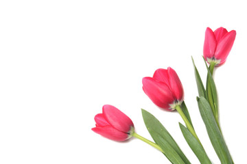 Three red tulips on a white background