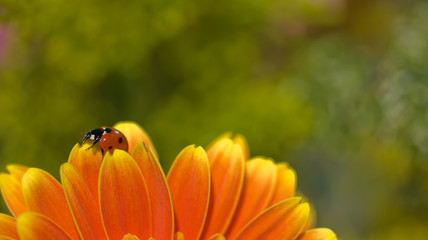Ladybird on flower leaves, image with beautiful bokeh