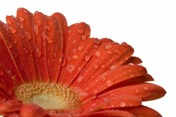 red gerber daisy