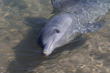 Dolphins