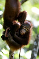 Borneo Orangutans