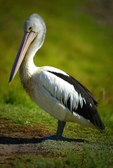 Pelicans