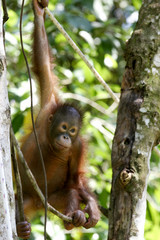 Borneo Orangutans