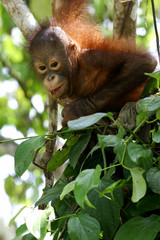 Borneo Orangutans