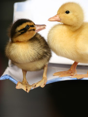 Two small ducks together 
