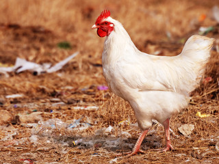 White Hen