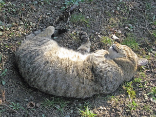 Fototapeta premium cat sleeping on a spring sun
