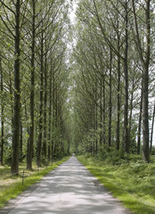 Fototapeta premium Umberslade.an avenue of poplar trees road lane