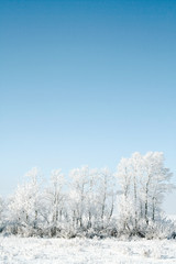 frozen trees on sky background. white winter