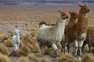 llamas, focus on the kid, very shallow DOF