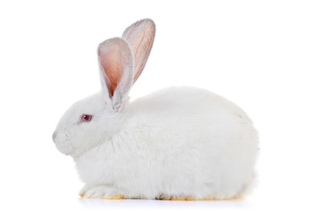 A rabbit isolated against white background