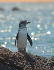 galapagos penguin, galapagos islands, ecuador. © javarman