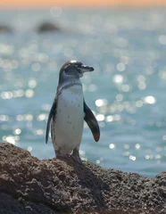 Poster galapagos penguin, galapagos islands, ecuador. © javarman