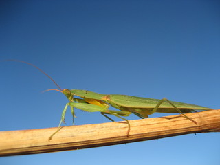 Grashüpfer ~ Heusckrecke