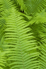 Ferns in the natural forest,europe,poland