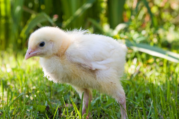 Easter chicks
