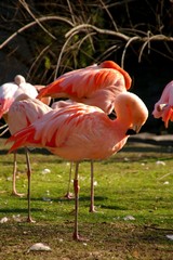 Flamant Rose Dort