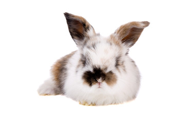 Cute adorable young bunny lying on white background
