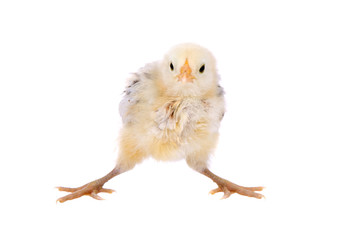 Obraz premium Cute little baby chick about to lose it's balance