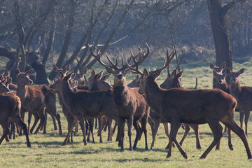 Red deer stags prepare for combat