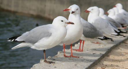 A row of seagulls along the water's edge
