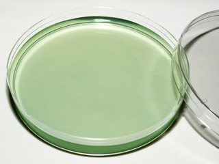 Petri dish