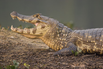 Spectacled caiman, Pantanal, Brazil - obrazy, fototapety, plakaty