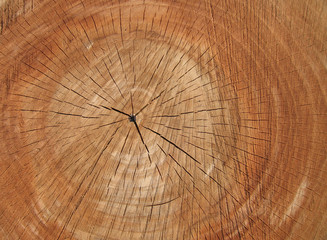 Stump wooden background