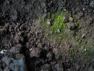 bryophytes and soil